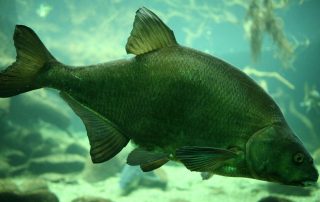 Lake Texoma Fish Species - Common Carp - Info from Dan Barnett & Jacob Orr Lake Texoma Fishing Guides