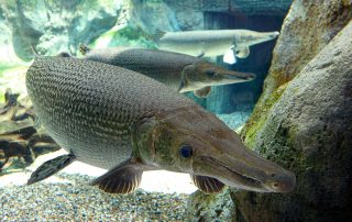 Lake Texoma Fish Species - Alligator Gar