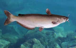 Lake Texoma Fish Species - Channel Catfish - Info from Dan Barnett & Jacob Orr Lake Texoma Fishing Guides