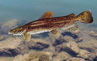 Lake Texoma Fish Species - Flathead Catfish - Info from Dan Barnett & Jacob Orr Lake Texoma Fishing Guides