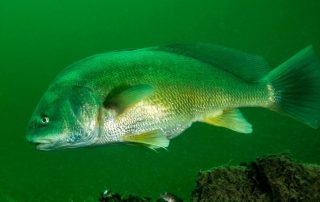 Lake Texoma Fish Species - Freshwater Drum - Info from Dan Barnett & Jacob Orr Lake Texoma Fishing Guides