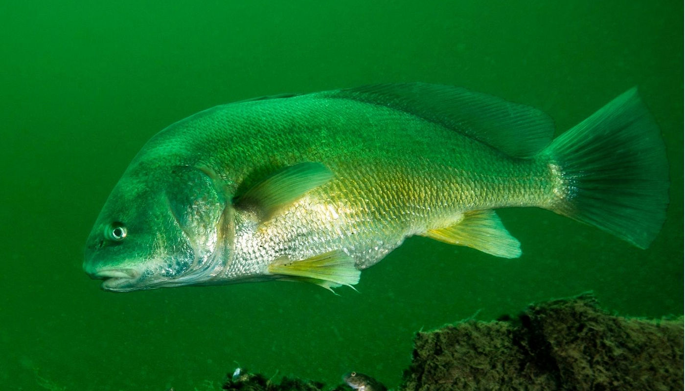 Lake Texoma Fish Species - Freshwater Drum - Info from Dan Barnett & Jacob Orr Lake Texoma Fishing Guides
