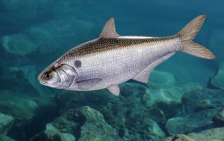 Lake Texoma Fish Species - Grizzard Shad - Info from Dan Barnett & Jacob Orr Lake Texoma Fishing Guides