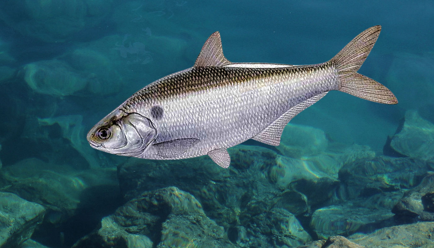 Lake Texoma Fish Species - Grizzard Shad - Info from Dan Barnett & Jacob Orr Lake Texoma Fishing Guides