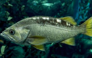 Lake Texoma Fish Species - Largemouth Bass - Info from Dan Barnett & Jacob Orr Lake Texoma Fishing Guides