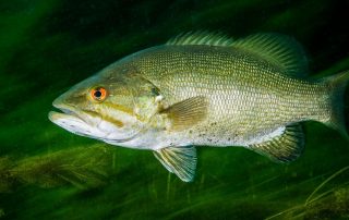Lake Texoma Fish Species - Smallmouth Bass - Info from Dan Barnett & Jacob Orr Lake Texoma Fishing Guides