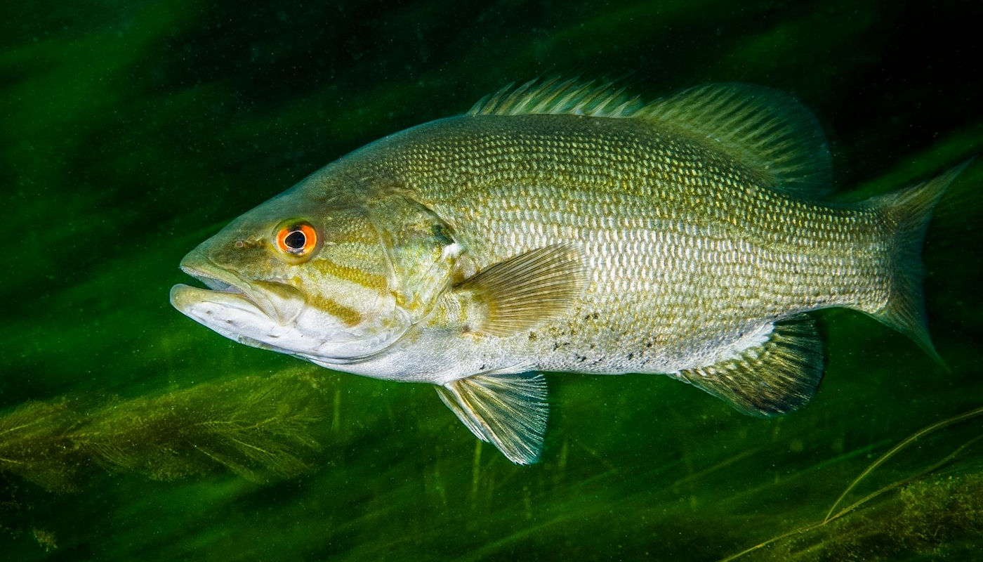 Lake Texoma Fish Species - Smallmouth Bass - Info from Dan Barnett & Jacob Orr Lake Texoma Fishing Guides