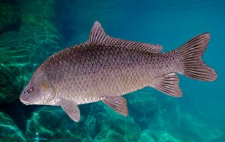 Lake Texoma Fish Species - Smallmouth Buffalo - Info from Dan Barnett & Jacob Orr Lake Texoma Fishing Guides