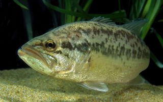 Lake Texoma Fish Species - Spotted Bass - Info from Dan Barnett & Jacob Orr Lake Texoma Fishing Guides