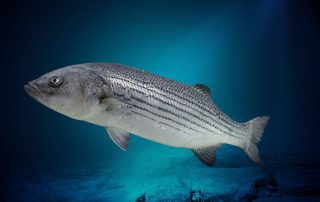 Lake Texoma Fish Species - Striped Bass