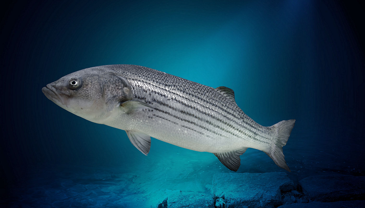 Lake Texoma Fish Species - Striped Bass - Jacob Orr's Guaranteed Guide  Service