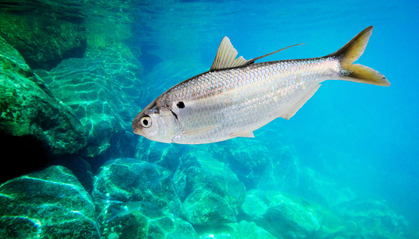 Lake Texoma Fish Species - Threadfin Shad - Jacob Orr's Guaranteed