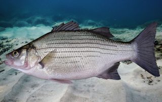 Lake Texoma Fish Species - Silver or White Bass - Info from Dan Barnett & Jacob Orr Lake Texoma Fishing Guides