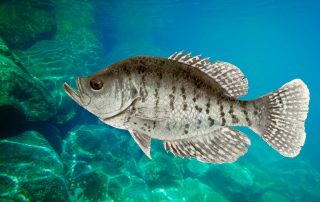 Lake Texoma Fish Species - White Crappie - Info from Dan Barnett & Jacob Orr Lake Texoma Fishing Guides