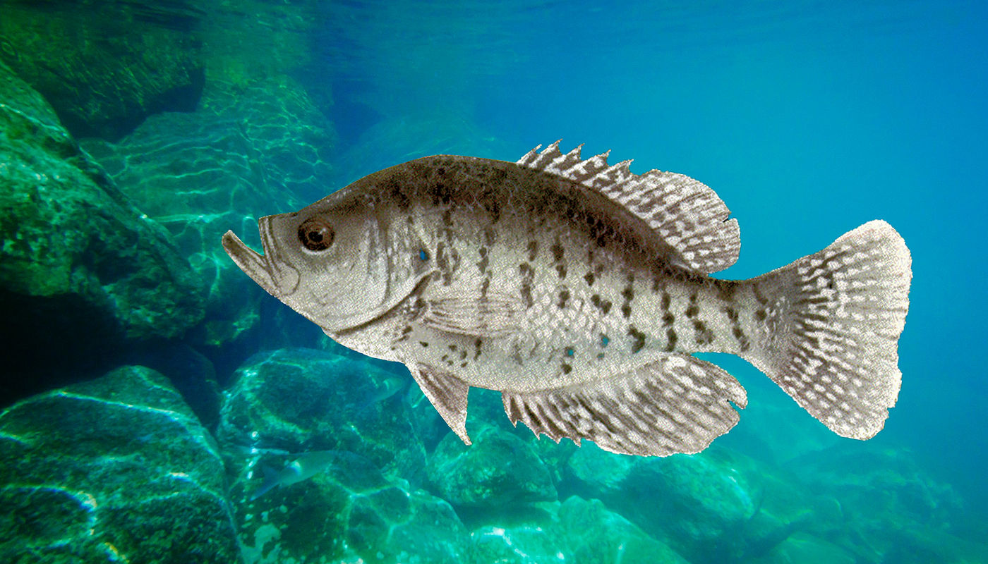 Lake Texoma Fish Species - White Crappie - Info from Dan Barnett & Jacob Orr Lake Texoma Fishing Guides