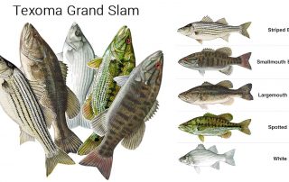 Lake Texoma Fish Species - Lake Texoma Grand Slam - Dan Barnett & Jacob Orr Lake Texoma Fishing Guides Put you 'on' all the species.