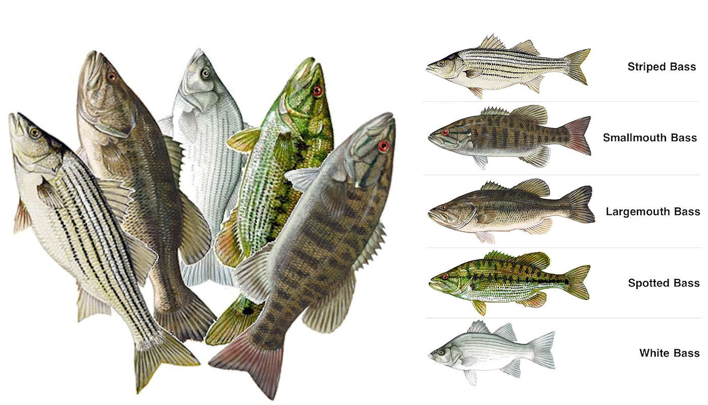 Fish Index: Largemouth Bass